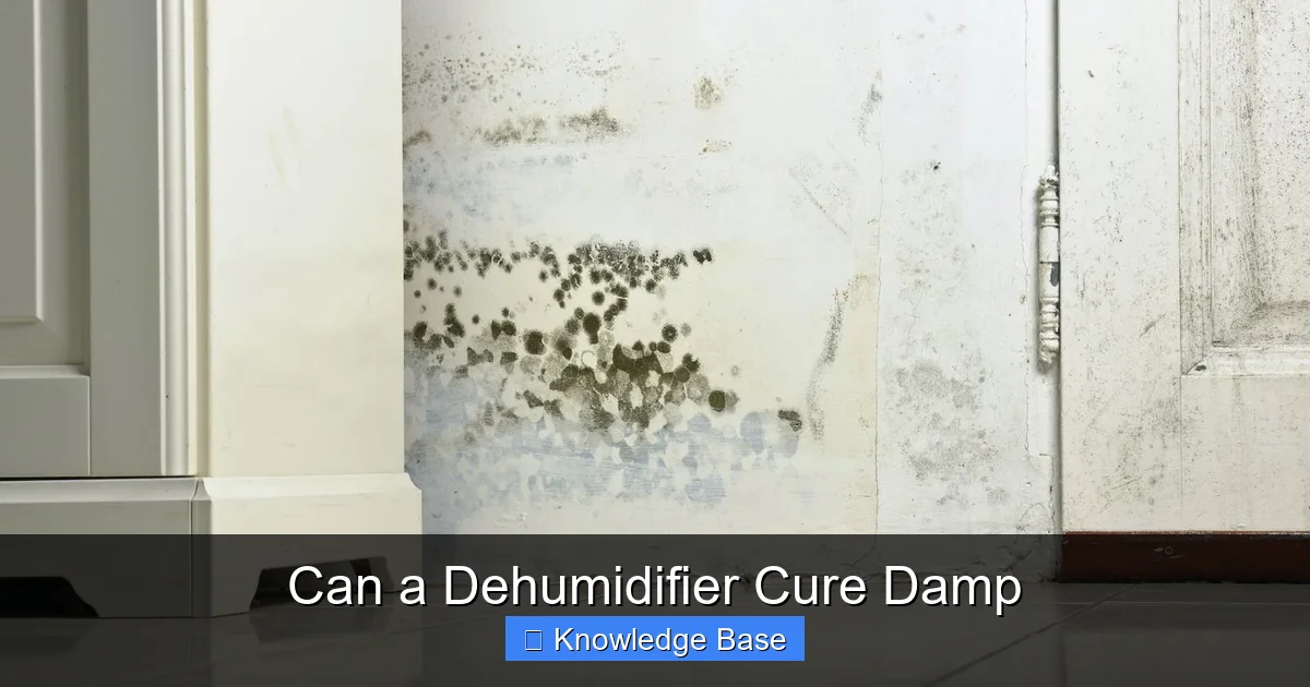 Can a Dehumidifier Cure Damp