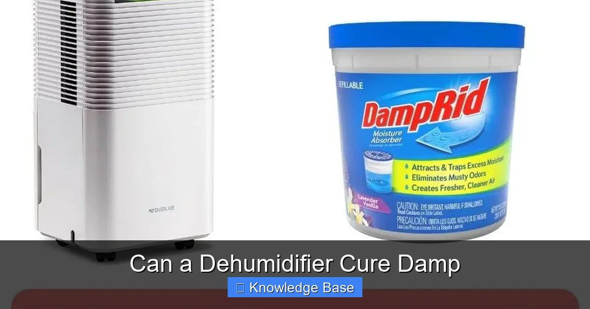 Can a Dehumidifier Cure Damp