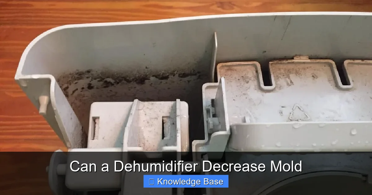 Can a Dehumidifier Decrease Mold