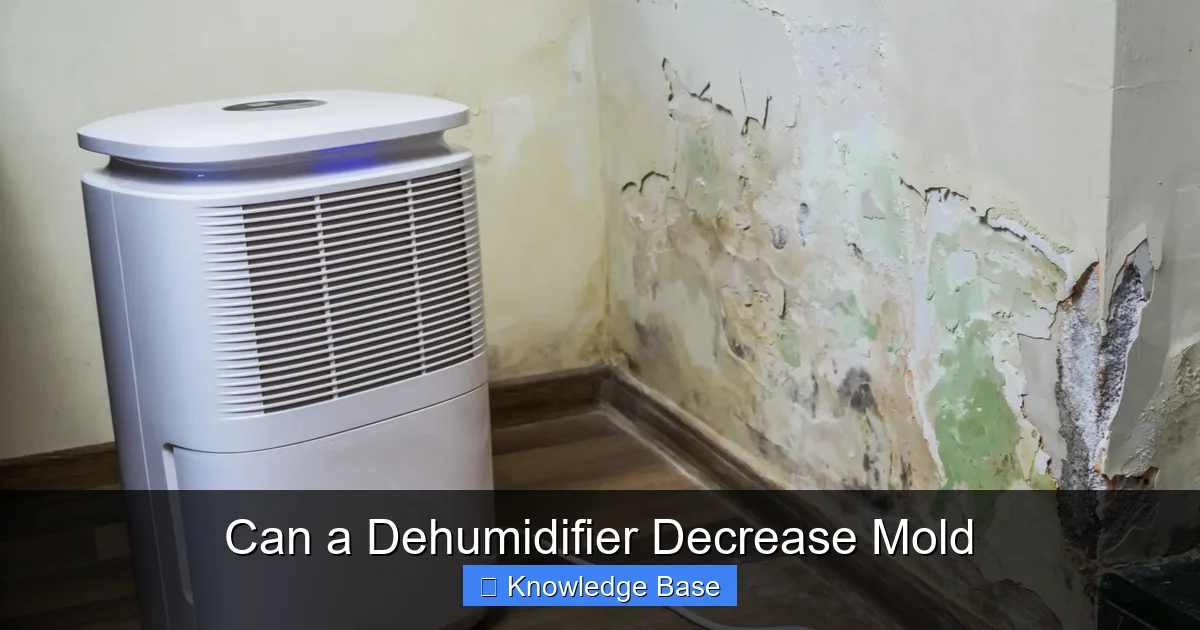 Can a Dehumidifier Decrease Mold