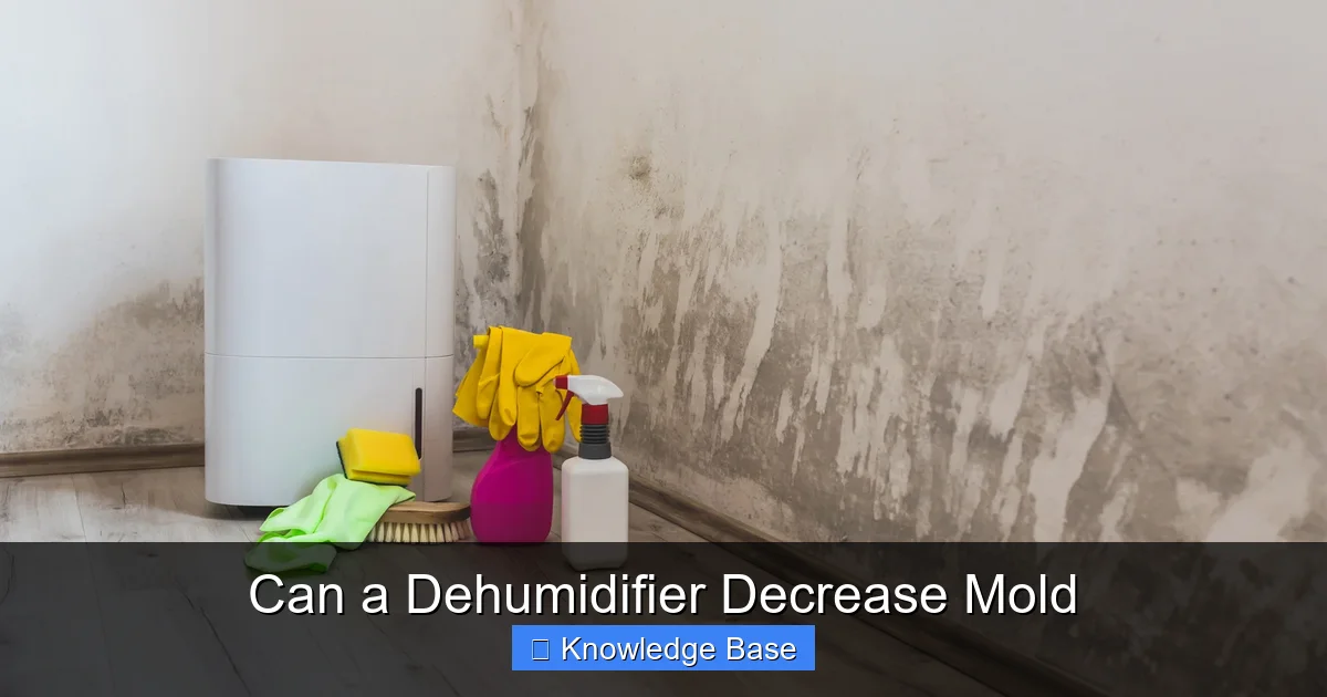 Can a Dehumidifier Decrease Mold