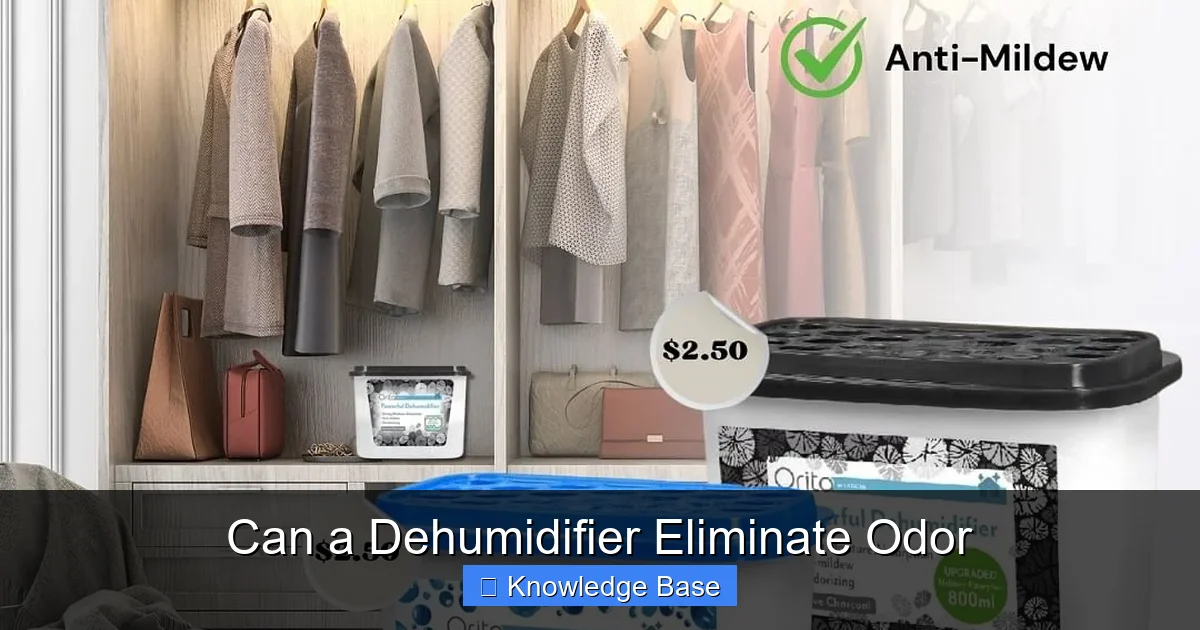 Can a Dehumidifier Eliminate Odor