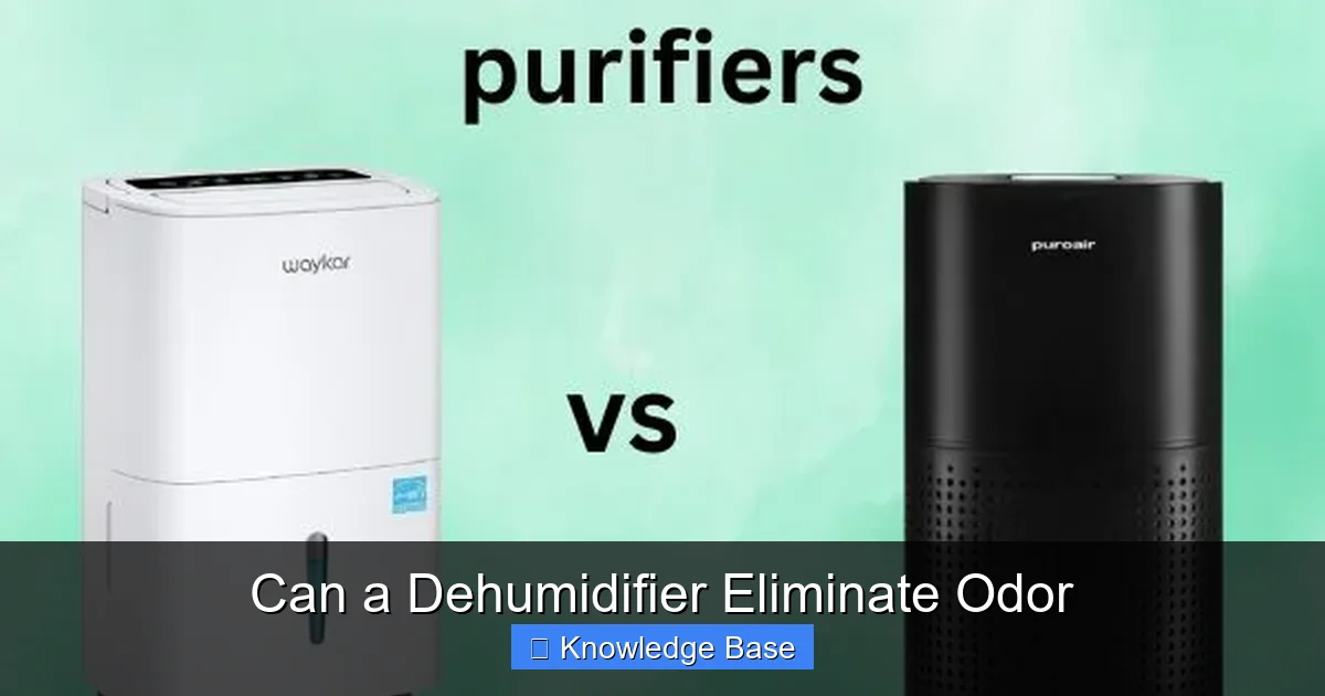 Can a Dehumidifier Eliminate Odor