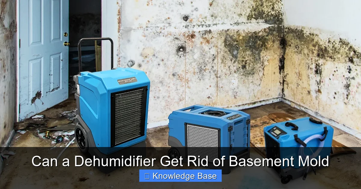 Can a Dehumidifier Get Rid of Basement Mold