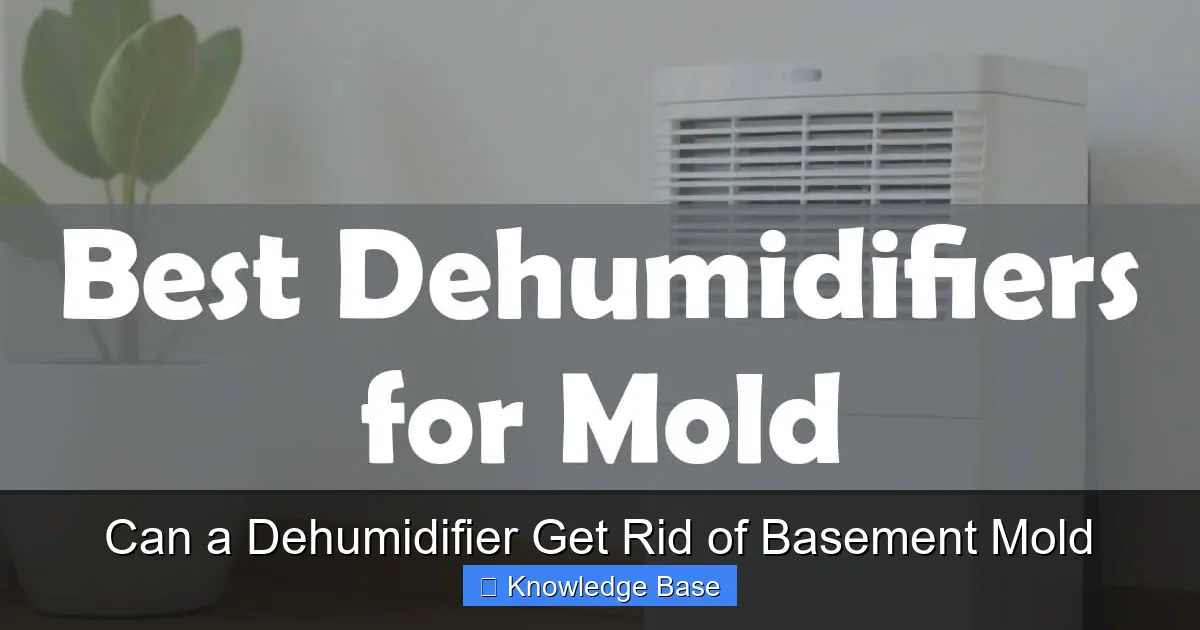 Can a Dehumidifier Get Rid of Basement Mold