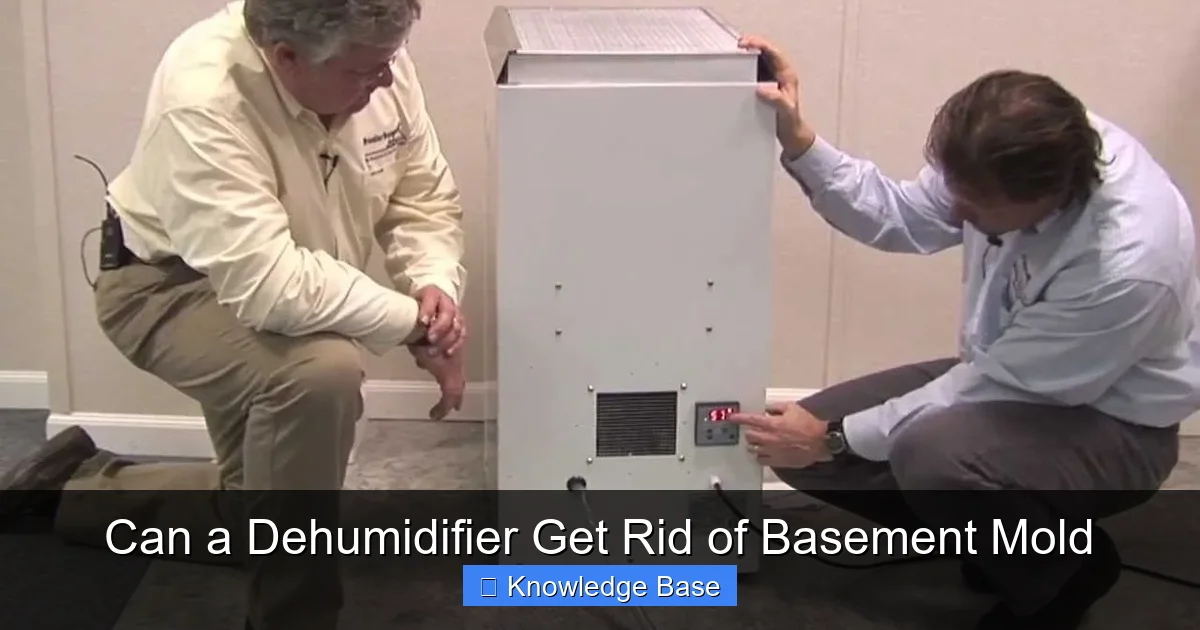 Can a Dehumidifier Get Rid of Basement Mold