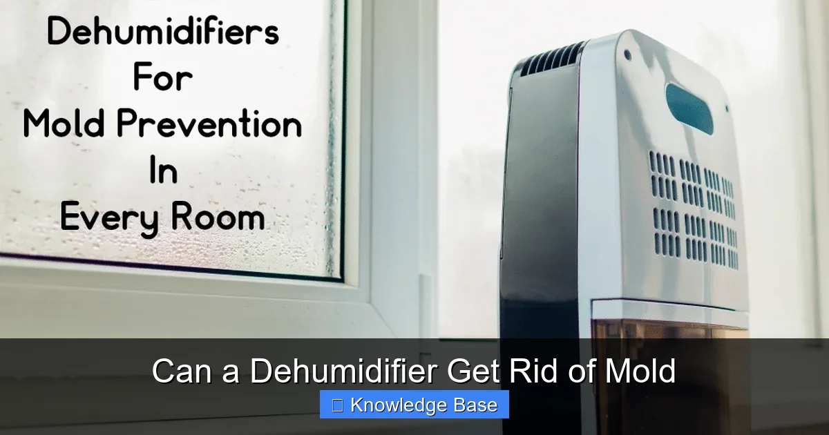 Can a Dehumidifier Get Rid of Mold