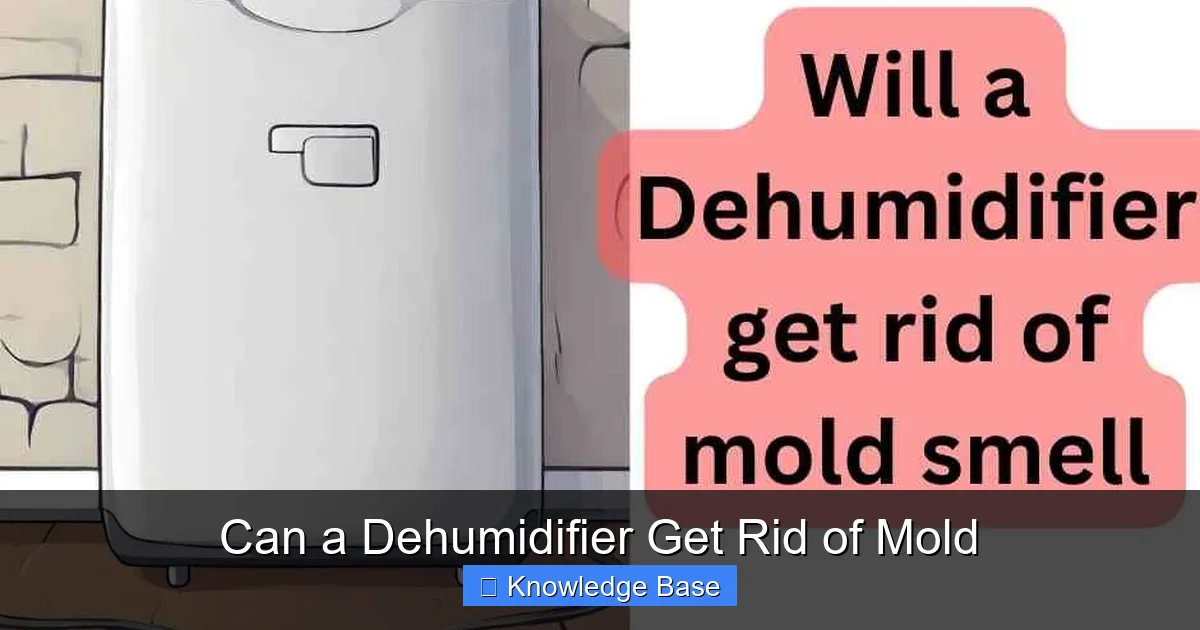 Can a Dehumidifier Get Rid of Mold