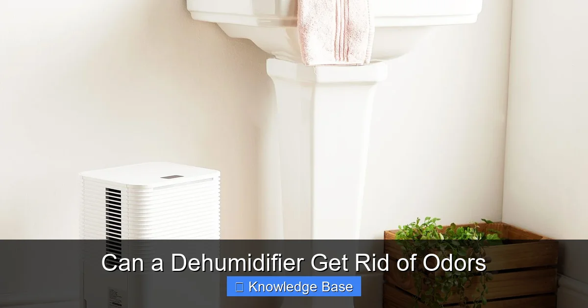 Can a Dehumidifier Get Rid of Odors