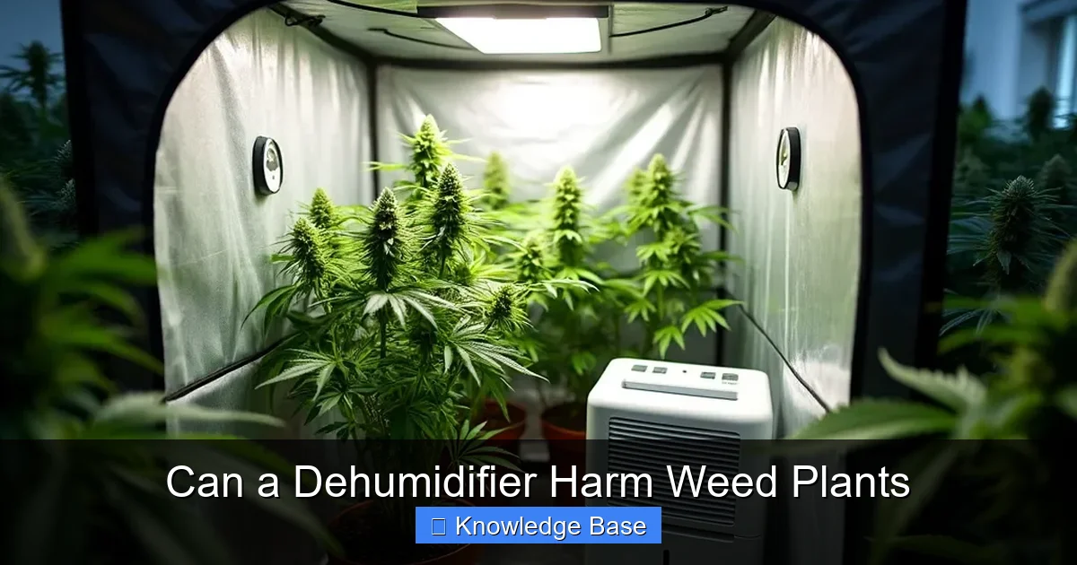 Can a Dehumidifier Harm Weed Plants