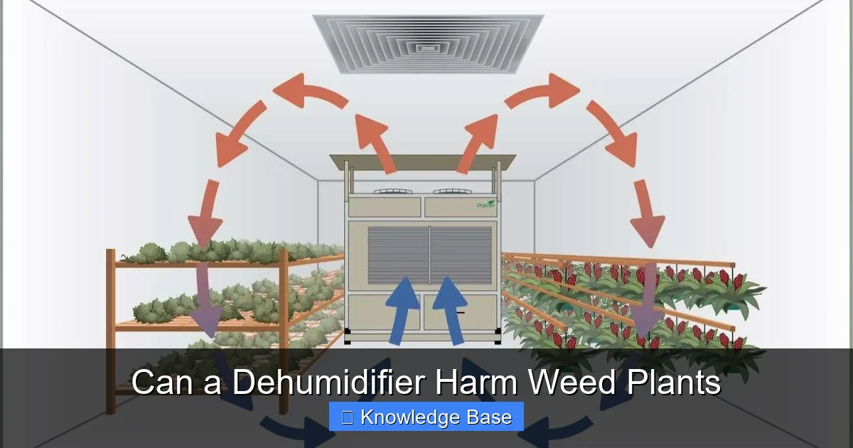 Can a Dehumidifier Harm Weed Plants