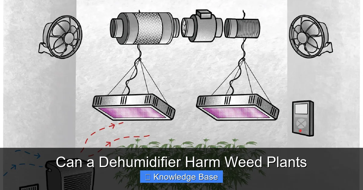 Can a Dehumidifier Harm Weed Plants