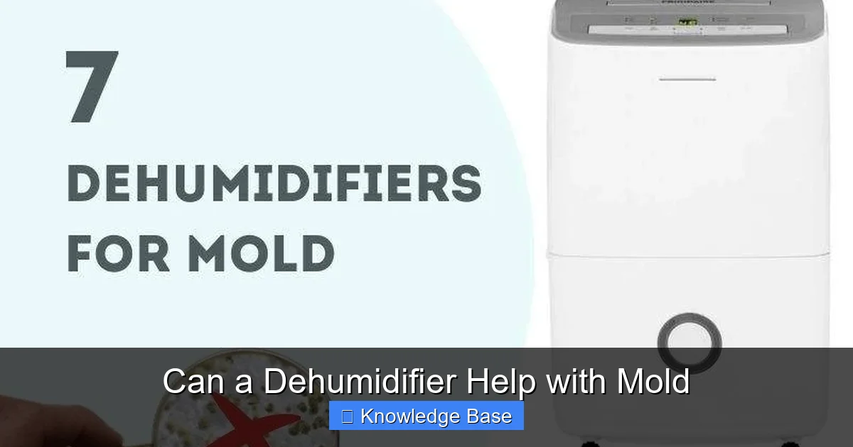 Can a Dehumidifier Help with Mold