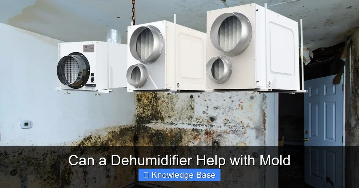 Can a Dehumidifier Help with Mold