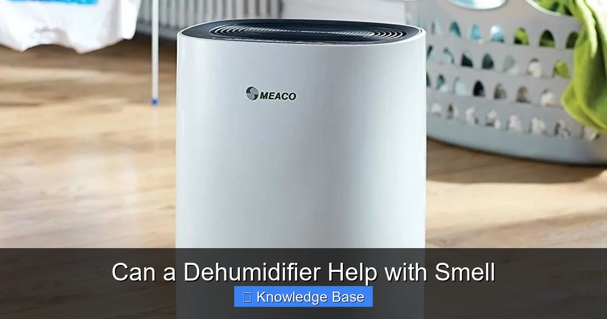 Can a Dehumidifier Help with Smell