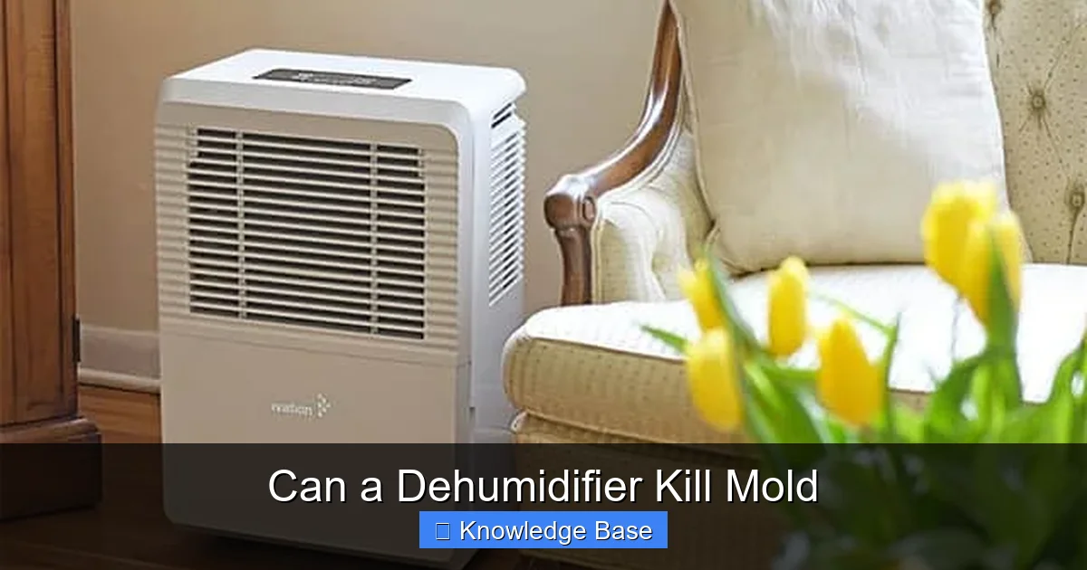 Can a Dehumidifier Kill Mold