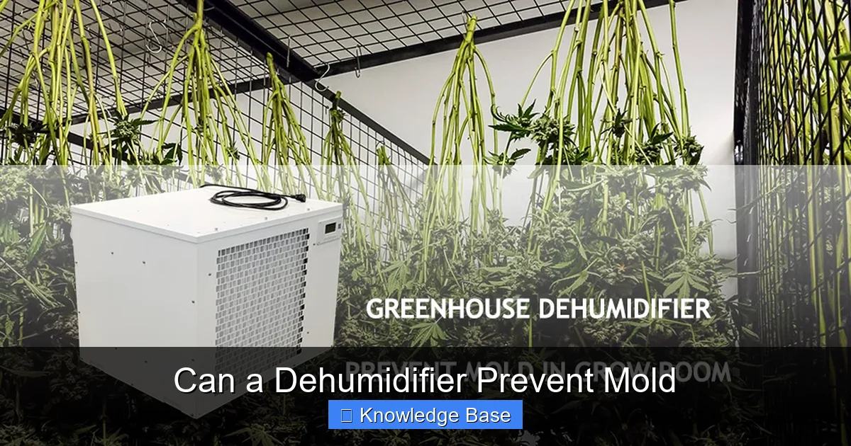 Can a Dehumidifier Prevent Mold
