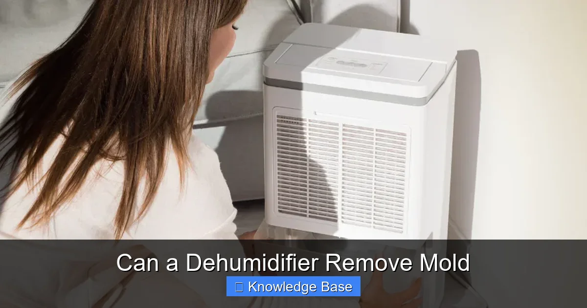 Can a Dehumidifier Remove Mold