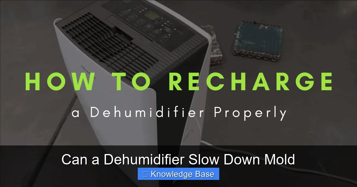 Can a Dehumidifier Slow Down Mold