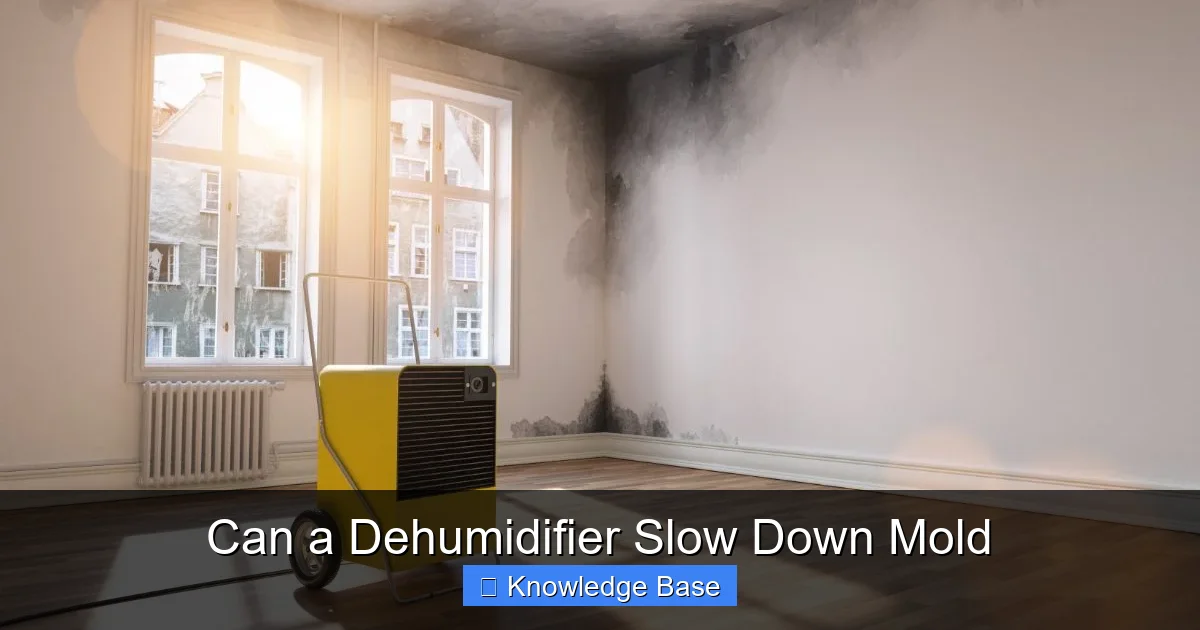 Can a Dehumidifier Slow Down Mold