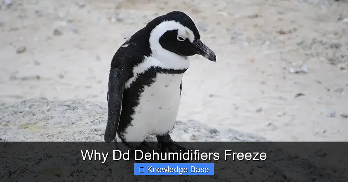 Why Dd Dehumidifiers Freeze