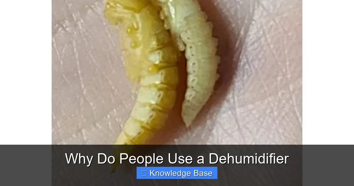 Why Do People Use a Dehumidifier