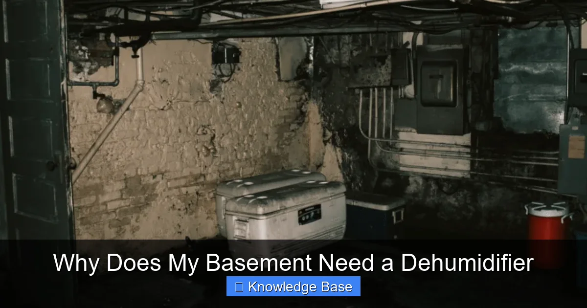 Why Does My Basement Need a Dehumidifier