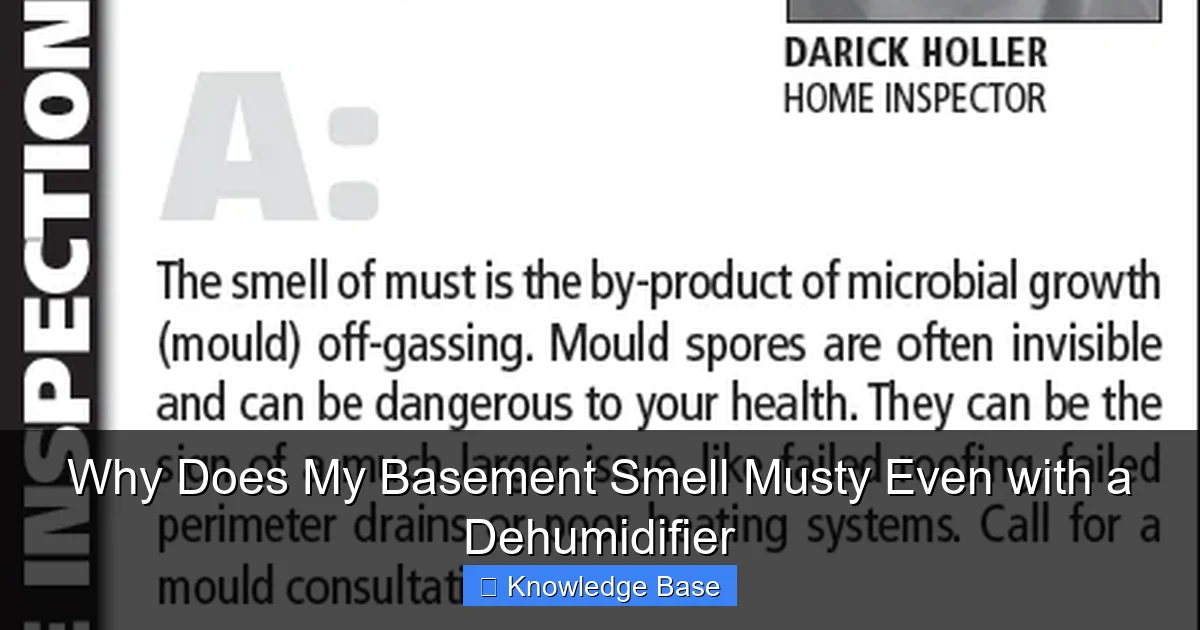 Why Does My Basement Smell Musty Even with a Dehumidifier